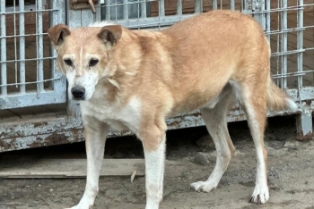 Мусс (1649з-20)