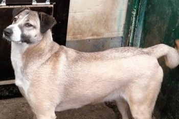 Муся (2030з-24)