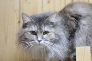 Нутелла (983з-23к)