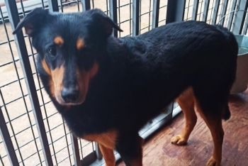 Бутуз (859з-17)