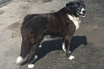 Аврора (640з-12)