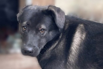 Зяма (1932з-22)