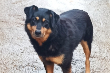 Бьюта (856з-17)