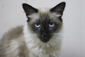 Азий (1535з-25к)