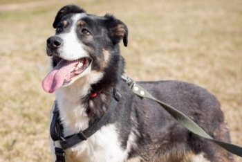 Акела (1492з-19)