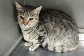 Аманда (1573-25к)