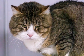 Апостол (1552-25к)