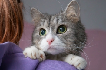 Астрид (1582-25к)