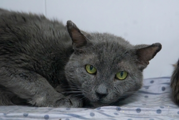 Чакки (1434-24к)