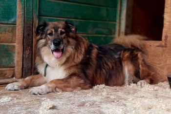 Альфред (1290-19)