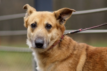 Джейн (1768-25)