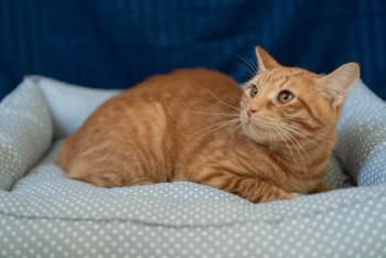 Джинджер (1528-25к)