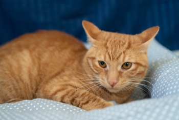 Джинджер (1528-25к)