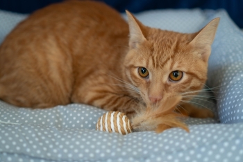 Джинджер (1528-25к)