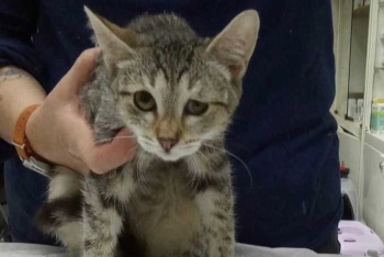 Дуня (1580-25к)