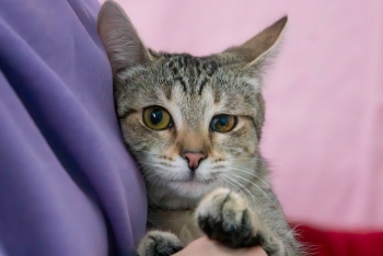 Дуня (1580-25к)