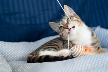 Эльза (1548-25к)