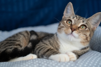 Эльза (1548-25к)