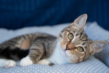 Эльза (1548-25к)