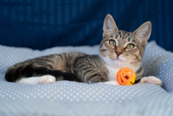 Эльза (1548-25к)