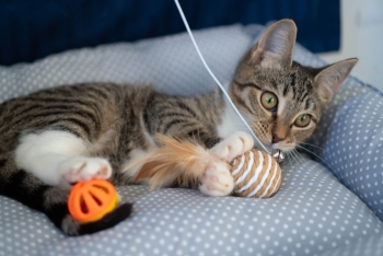 Эльза (1548-25к)