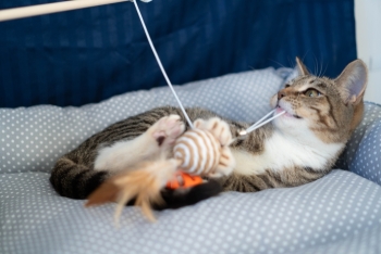 Эльза (1548-25к)