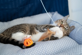 Эльза (1548-25к)