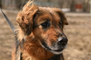 Галатея (1288з-18)