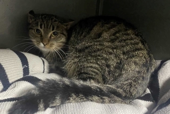 Гелла (1581-25к)