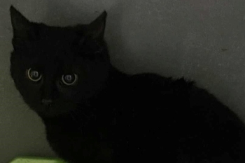 Глазунья (1584-25к)