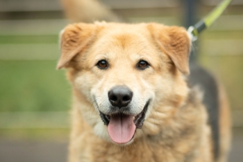 Грант (1683-25)