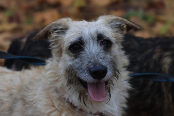 Гретта (1747-25)