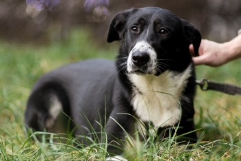 Гроза (1655-24)