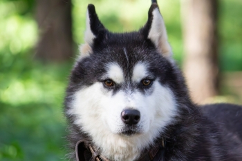 Хасык (1674-24)