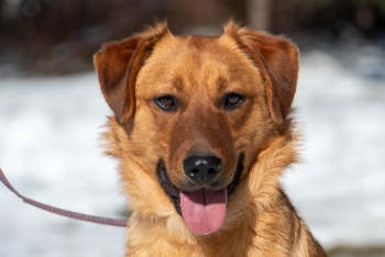 Хомяк (1761-25)