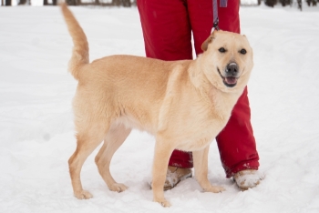 Карамелька (1752-25)