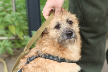 Кэрри (1762-25)