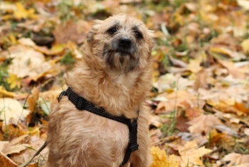 Кэрри (1762-25)