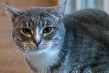 Киндер (1461-25к)