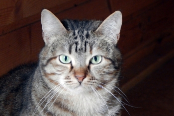 Лакки