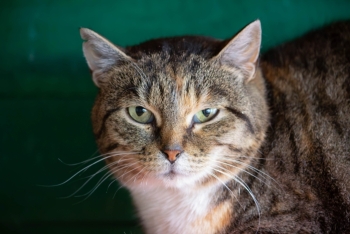 Лиана (1460-25к)