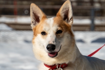 Лисёна (1763-25)