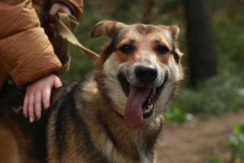 Ливси