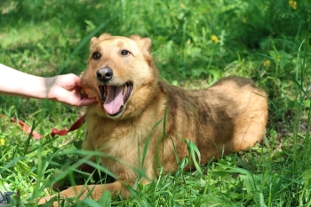 Манго