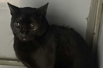 Мара (1583-25к)