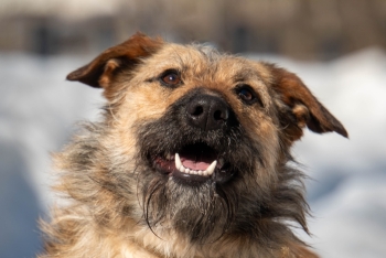 Пальма (1758-25)