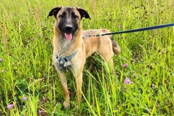 Пайпер (1714з-21)