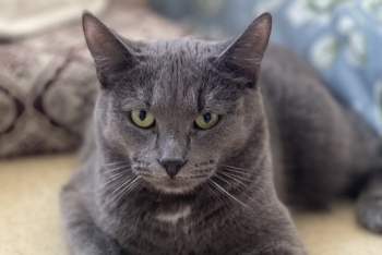 Август (1564з-25к)