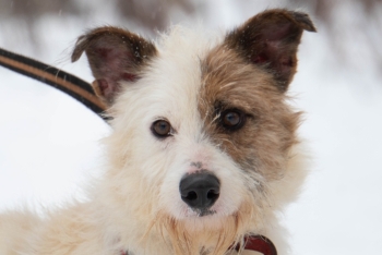 Пикник (1754-25)