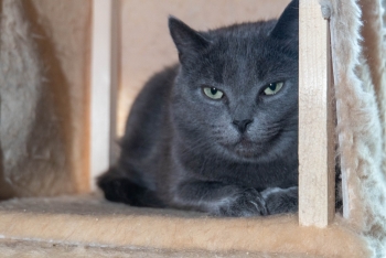 Пыль (1574-25к)